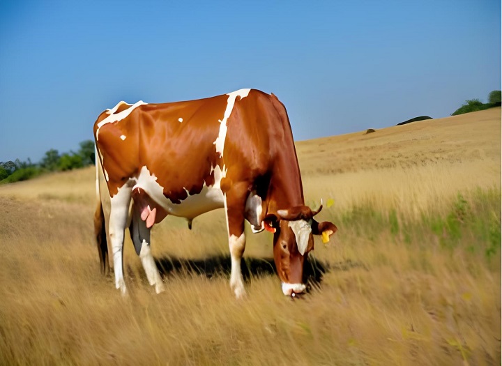 Quanto tempo uma vaca está grávida pode ser detectada com o kit de teste rápido da gravidez bovina?