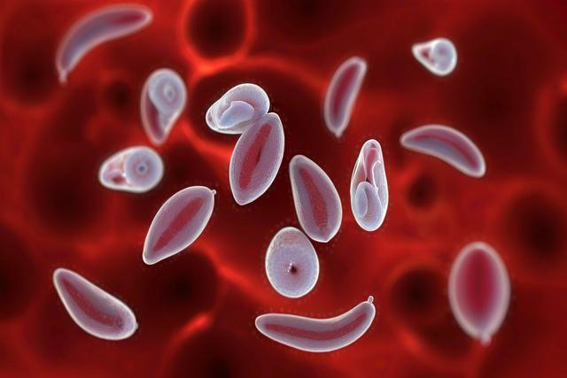Entendendo a infecção de toxoplasma gondii em gatos e cães: sintomas, diagnóstico e tratamento