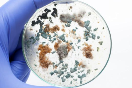 Garantindo o cultivo microbiano confiável com caldo de soja tripticase pela Baibo Biotechnology: uma escolha preferida para laboratórios globais