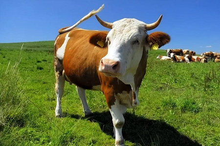 Revolucionando a detecção de gravidez bovina: Kit de teste rápido de fluorescência de Babio