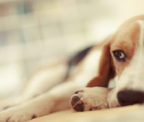Testes precisos de gravidez em casa para cães: Kit de teste canino relaxin (RLN) de Babio oferece resultados rápidos