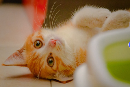 Babio Feline/Antígeno de Limite Cardíaco (FCHW AG) Kit: Diagnóstico de Saúde de Pets Precisa, Rápido e Confiável para animais de estimação