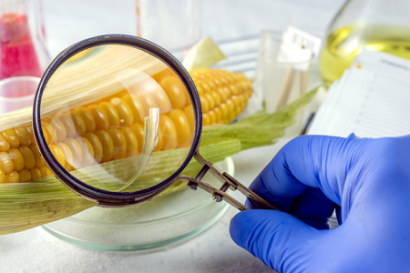 Ochratoxina de Babio Uma cassete de teste rápido - garantindo a segurança global de alimentos