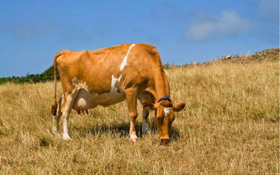 Detecção de gravidez bovina precoce com o kit de teste de fluorescência de Babio