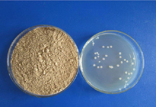 Granule de Médio LB (Lennox) por Babio: Mídia de cultura de alta qualidade para a pesquisa de E. coli