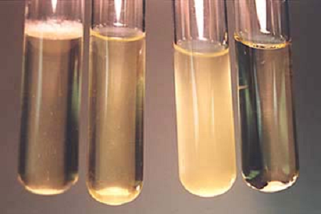 Babio lança caldo de infusão de cérebro e coração de alto desempenho para laboratórios globais de microbiologia
