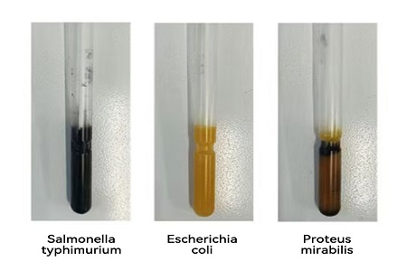 BABIO lança meio de transporte de alto desempenho (tipo SS) para transferência confiável de amostras microbianas globais