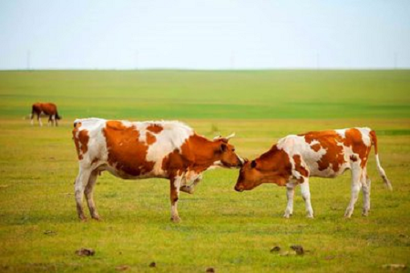BABIO apresenta kit de teste rápido de gravidez bovina de alta sensibilidade para pecuária moderna