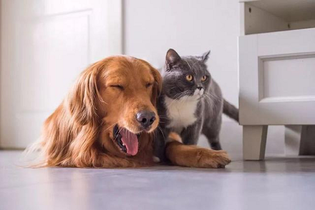 BABIO expande portfólio de testes rápidos veterinários para cuidados de saúde globais de animais de estimação