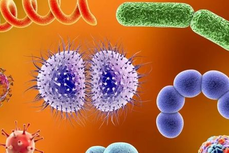 BABIO lança meio de enriquecimento de Salmonella Shigella para transporte confiável de patógenos entéricos