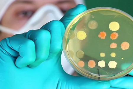 Apoiando a microbiologia avançada: BABIO lança caldo de infusão de cérebro e coração pronto para uso