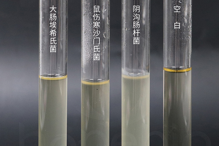 Babio Biotechnology lança caldo de infusão de cérebro e coração de alto desempenho para cultivo microbiano confiável