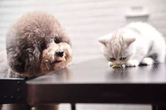 Kit de teste rápido FPV Ag para detecção de vírus pestilento felino