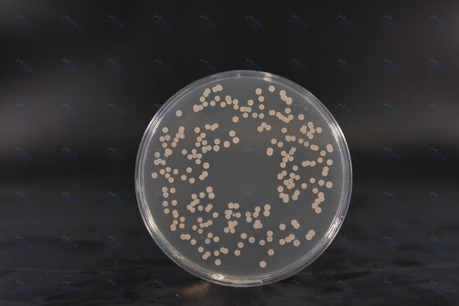 Ágar de infusão de cérebro e coração: meio rico em nutrientes para cultura bacteriana